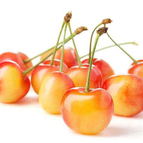 Cherry White .